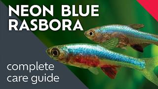 Neon Blue Rasbora: What I Learned