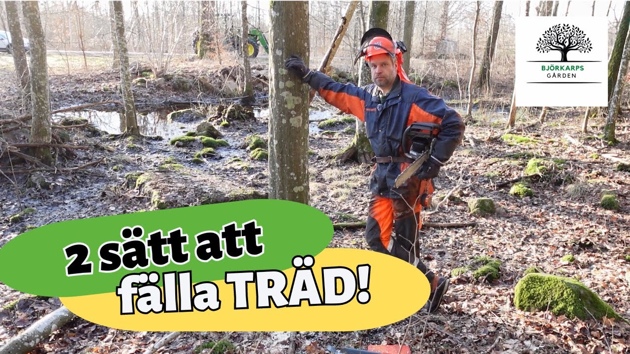 Fälla TRÄD på 2 olika sätt och vis! Ett gammalt och ett modernt sätt! Vilket tycker du är bäst?
