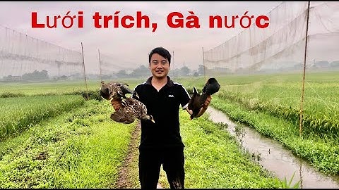 Các mẫu lưới bẫy chim đêm giá rẻ