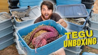 Biggest Tegu Unboxing in YouTube History!