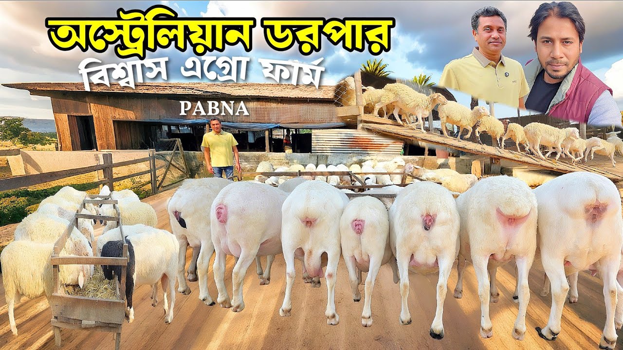 অস্ট্রেলিয়ান ডরপার ভেড়ার বিশাল খামার | পাবনা সুজানগর AustralianDorper।DorperSheep