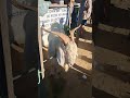 FEIRA DE CAPRINOS E OVINOS DE TABIRA PE 20/ 05/2026
