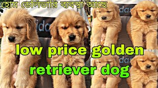 low price golden retriever show quality dog sale | rich color golden dog puppy sale low price #dog by pom Tv Love dog & (vlog) 528 views 1 month ago 1 minute, 17 seconds