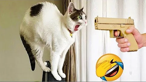 Video 9966861: funnycats cute cats animals, funniest cutest cats, loud cat, cutest animals funny cat, best cutest cat, laugh funniest cats