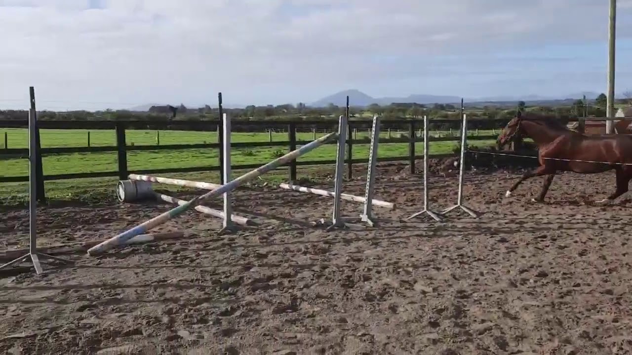 3 year old filly by Sligo Candy Boy YouTube