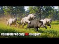 Collared Peccary Being chased by Three Hungry White Cougars in the Middle of the Grasslands