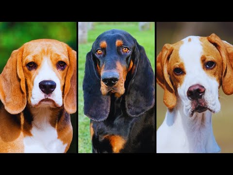 Vídeo: Top 10 Cuddly Fluffy Dog Raças