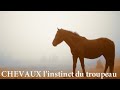 CHEVAUX : L'instinct du troupeau - Film complet - Français - 2018