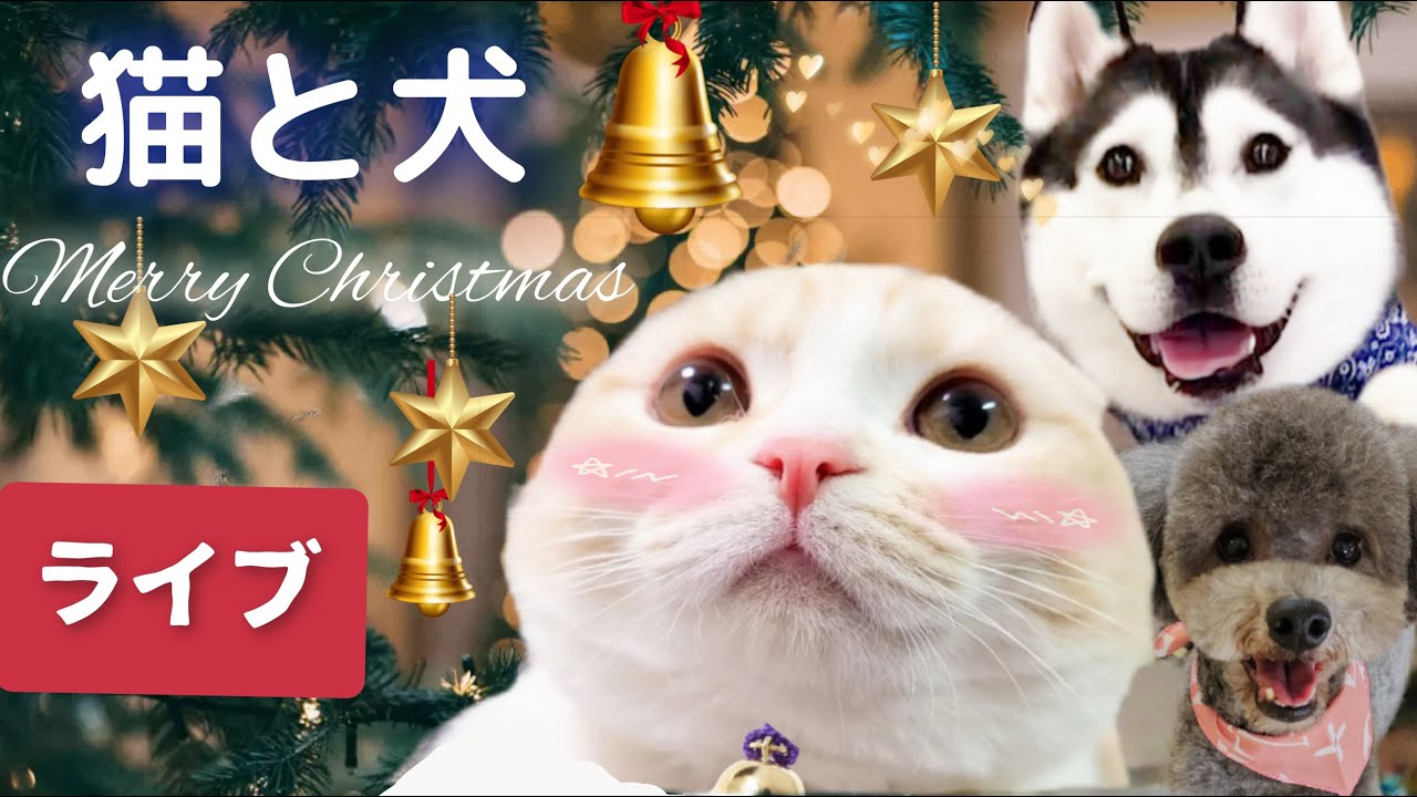 猫と犬まんまるクリスマスライブ配信