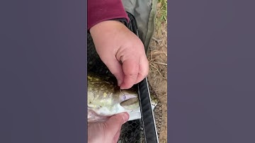 Pike fishing with circle hooks!