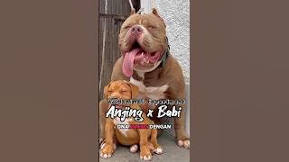 Dog and pig DNA combined #wildanimalexperiment #fiction #animal #science