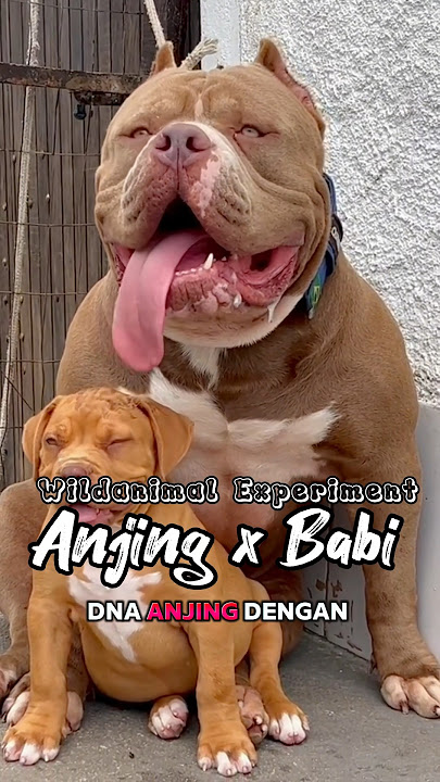 DNA anjing dan Babi digabung #wildanimalexperiment #fiksi #animal #science