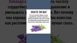 Польза Лаванды #Лаванда #Бессоница  #Полезныесоветы #Полезнознать  #Здоровье