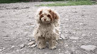 Un perro callejero sin hogar detuvo con cuidado a una chica viajera, como si pidiera irse con ella.