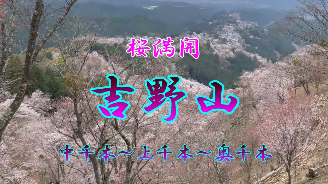 世界遺産 吉野山 満開の桜を観てきました - YouTube