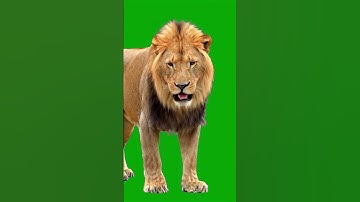 Lion Walking Green Screen Effect #lion #king #animals #jungle #animal #animalshorts #lions