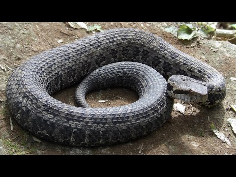 Esta víbora VENENOSA se esconde en la montaña! La toboba de altura
