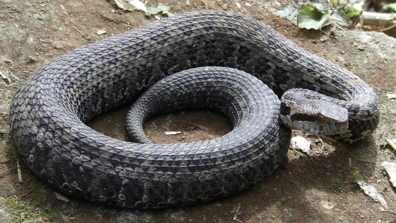 Эта ЯДОВИТАЯ гадюка прячется в горах! Высокогорная горка