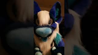 FURRSYMPHONY ADORABLE? CLICK TO FIND OUT! - MoreFurLess Fursuit Fullsuit Fursuiting Furry Tiktok MFL