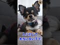 1歳保護犬チワワのケイくん #保護犬 #チワワ