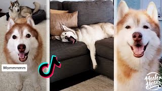 Meeler Husky TikTok Dogs Compilation - Part 2 by Meeler Husky 1,592 views 3 years ago 6 minutes, 22 seconds