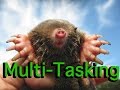 Multi-Tasking | Catching Moles / Painting