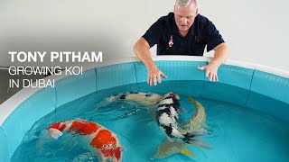 Results - Growing Koi in Dubai or Japan? Koi Appreciation