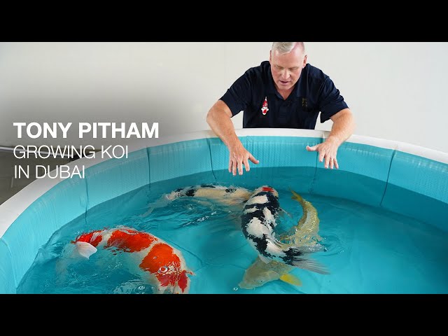 Results - Growing Koi in Dubai or Japan? Koi Appreciation class=