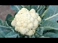 How To Grow Cauliflower At Home (With Full Updates Seed To Harvest)