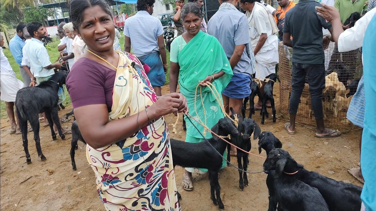 900 ரூபாய்க்கு விற்பனை மேச்சேரி ஆட்டுச்சந்தை புதன்கிழமை குறைந்த விலையில் | mecheri adu Santhai