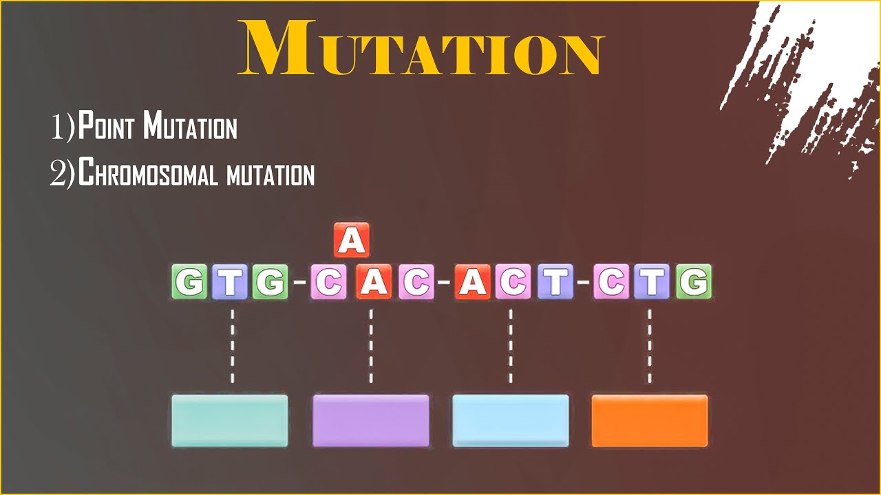 Mutation and its types - YouTube