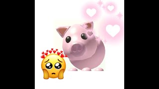 What people trade for FR Pig in Adopt Me!!!! || Bliz Bliss