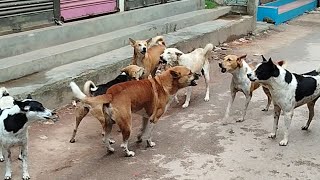 Two Street Dog Groups Communicate Loudly 🐾 Natural Pack Behavior