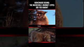 Did You Know This About Homeward Bound The Incredible Journey 1993? Part Three