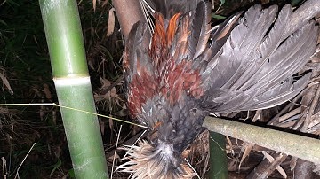 yos hav zoov tuas qaib qus chaws pws lom zev heev