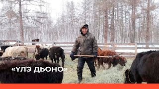картинка: «Үлэ дьоно» биэриигэ: «Саха сүөһүтэ» тэрилтэ «Күллэги» учаастага (09.04.23)