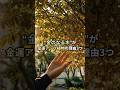金のなる木を置いてる人、実は金運が強いです #金のなる木 #観葉植物 #金運アップ #風水 #開運 #運気アップ #お金の流れ #金運 #スピリチュアル #金運アップ  #Shorts