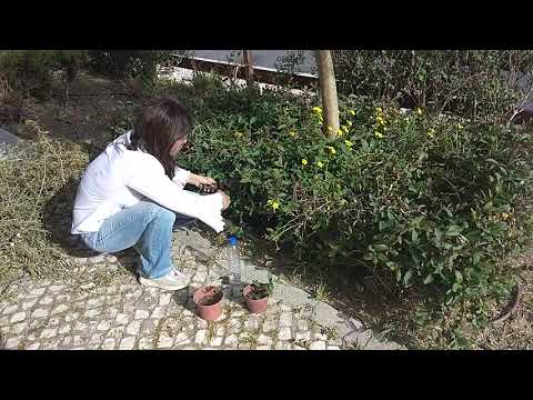 Vídeo: Quando plantar madressilva e como cuidar?