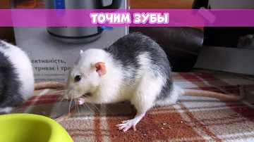 ЗУБЫ КРЫС || Зубы вросли в нёбо? Как лечить
