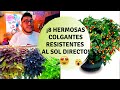 6 Plantas colgantes de sol / 6 Plantas colgantes de exterior / 6 Plantas resistentes al sol directo