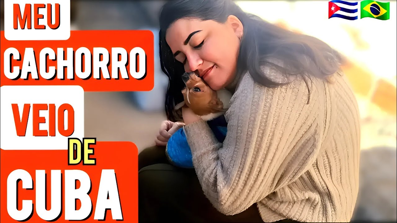 CÃO CUBANO SE REÚNE COM SUA FAMÍLIA NO BRASIL. Finalmente meu cachorro chegou ao Brasil🥹🇨🇺🇧🇷.