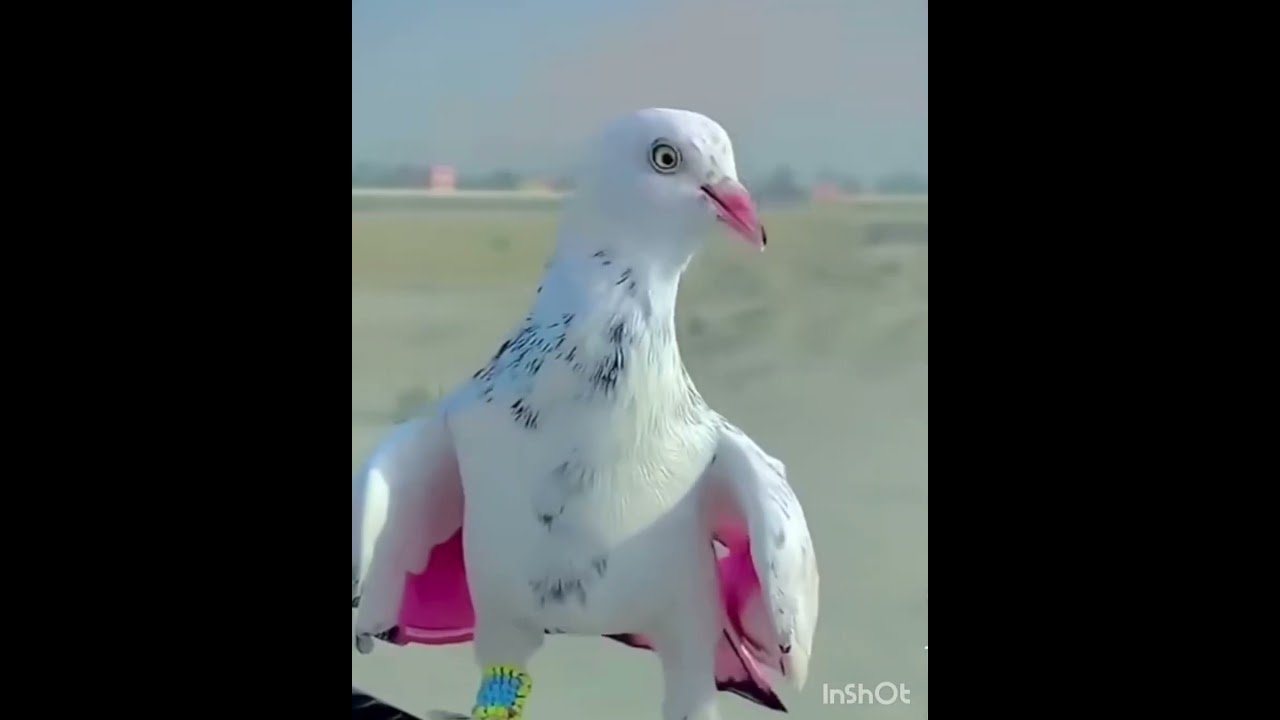 Kabootri ❤️ #haryanvisong #newsong #haryanvi #dance #viral #pigeon #kabutar #kabootar #birds