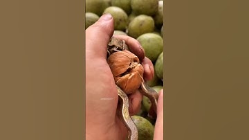 How are Walnuts Prepared ? #shortvideo