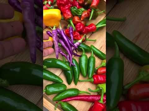 Videó: Bolgár paprika, kerti termesztés