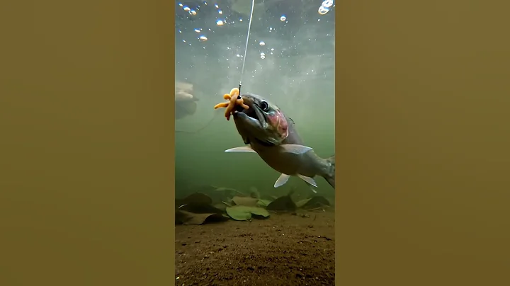 🤯 CRAZY Fish BITES Bait! You Won't BELIEVE What Happens Next! 🎣