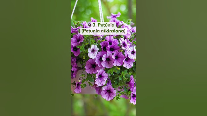 5 Full Sun Plants with Beautiful Flowers
