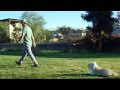 Sirius K9 Academy Intermediate Obedience Test Exercise - Down In Motion Sirius K9 Academy Intermediate Obedience Test Exercise - Down In Motion