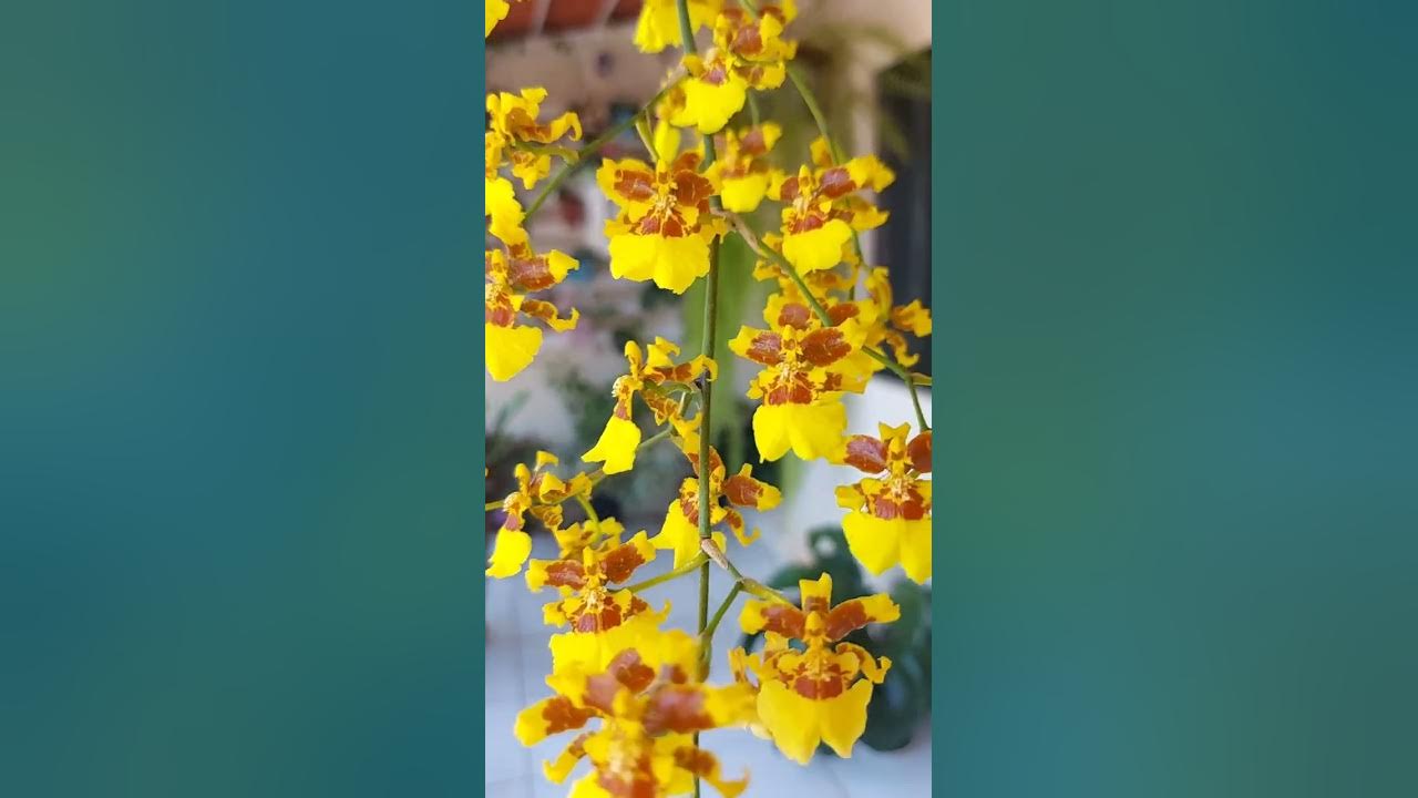 Orquídea Oncidium Sphacelatum 🥰 - thptnganamst.edu.vn