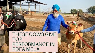 OUR COWS PERFORMANCE IN PDFA MELA|AULAKH DAIRY FARM|RAMPURA PHUL| BATHINDA | PUNJAB |