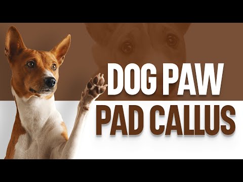 Video: How To Remove Calluses Dog Paw Padsista